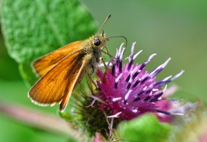 Thymelicus Sylvestris and the Cirsium    